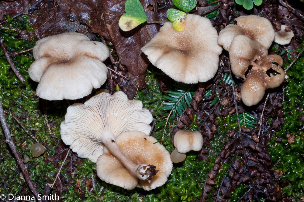 Lactarius griseus02453