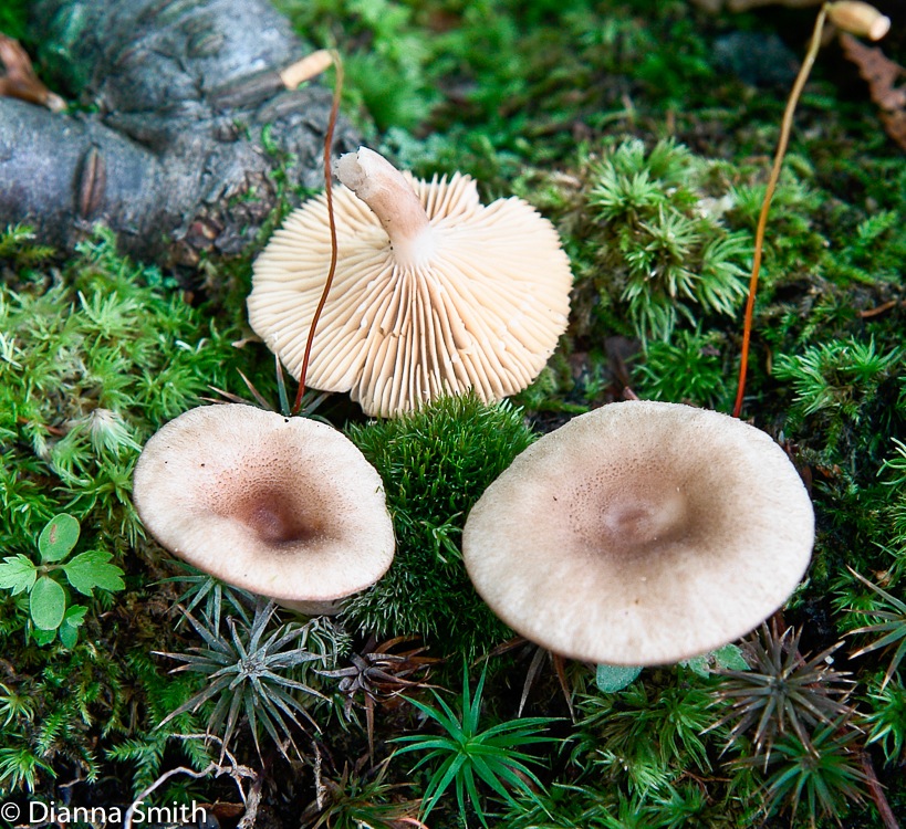 Lactarius griseus8348