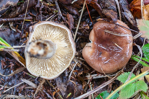 Lactarius hepaticus 8279
