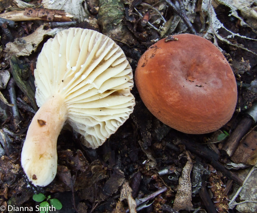 Lactarius hygrophoroides1928