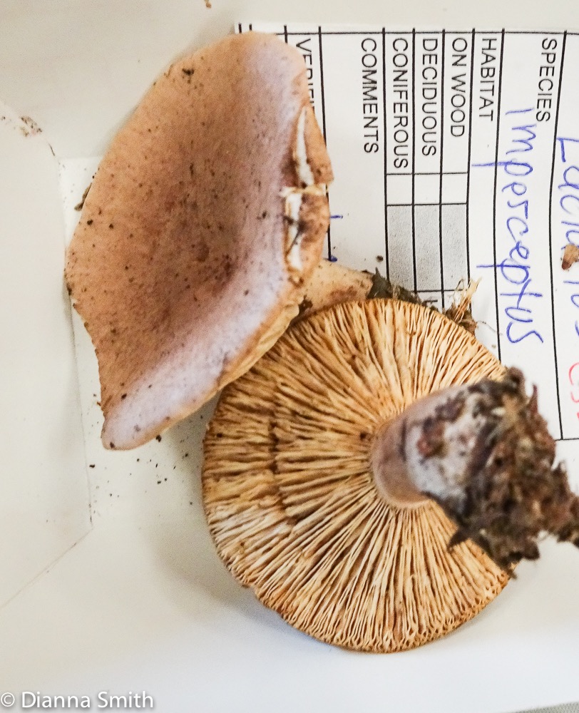 Lactarius imperceptus 03018