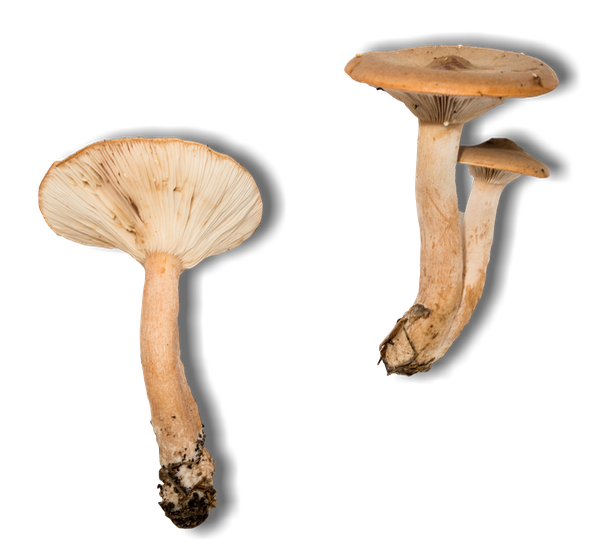 Lactarius imperceptus3336