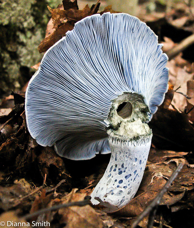 Lactarius indigo6064