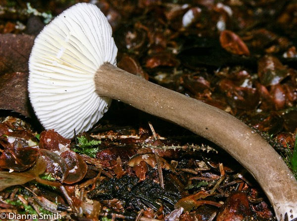 Lactarius lignyotellus 1695