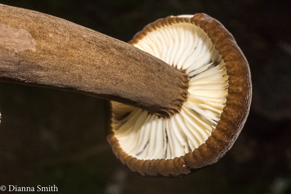 Lactarius lignyotus var. canadensis02672-2