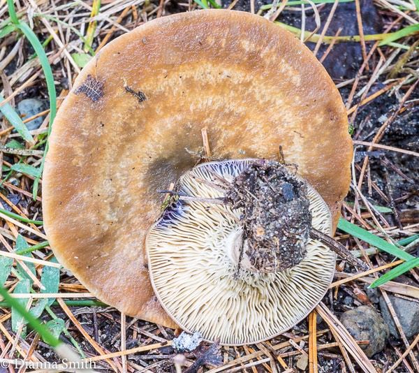 Lactarius luridus 05888