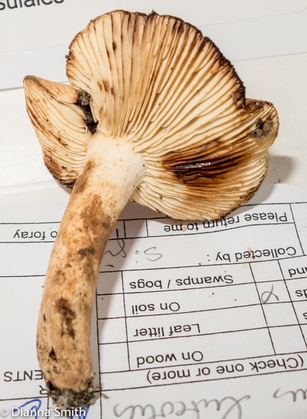 Lactarius luteolus 3102