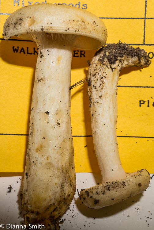 Lactarius maculatipes01542