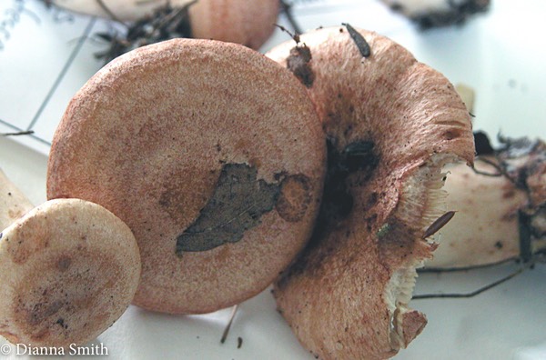 Lactarius maculatus7670