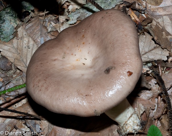 Lactarius mucidis02956