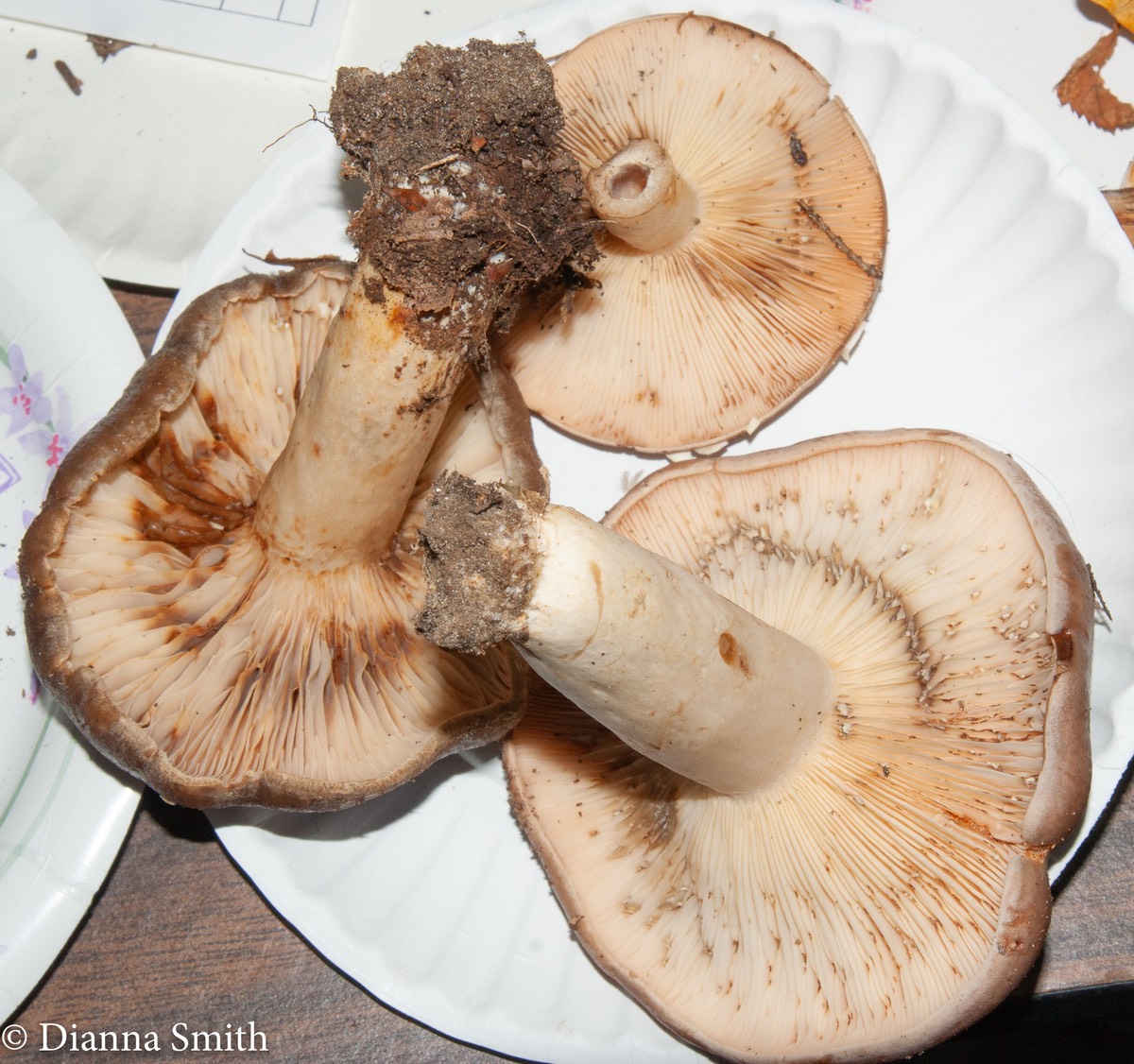 Lactarius mucidus02974