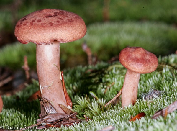 Lactarius mutabilis 2603