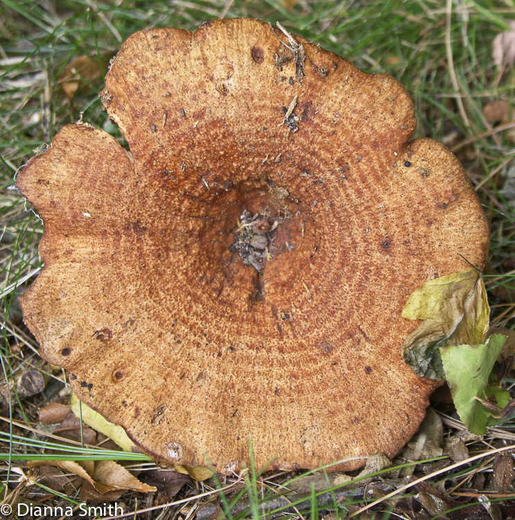 Lactarius peckii 0409
