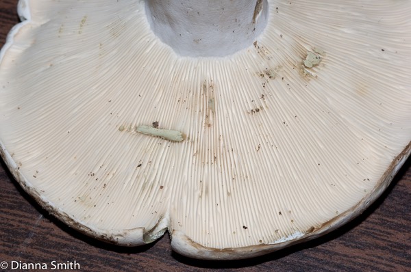 Lactifluus galucascens (Lactarius piperatus var. glaucascens)03050