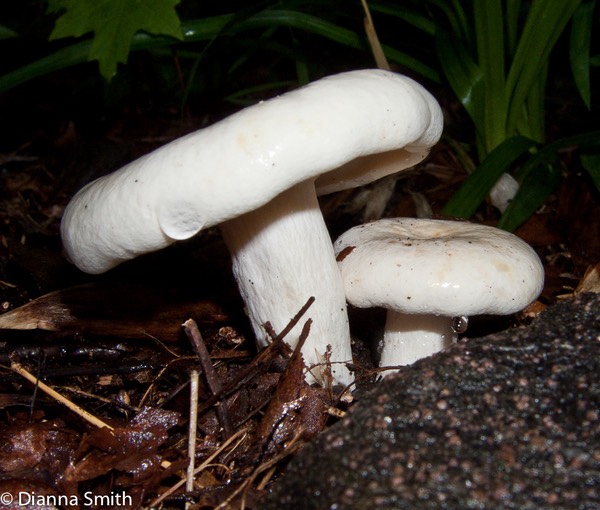 Lactarius piperatus3090