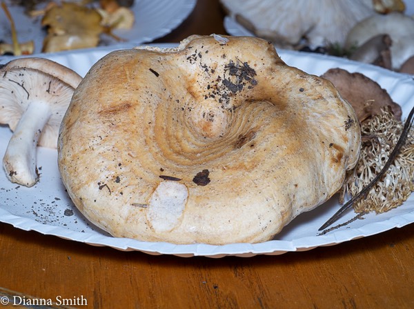 Lactarius psammicola 1010165