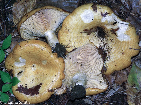 Lactarius psammicola v. glaber 2262