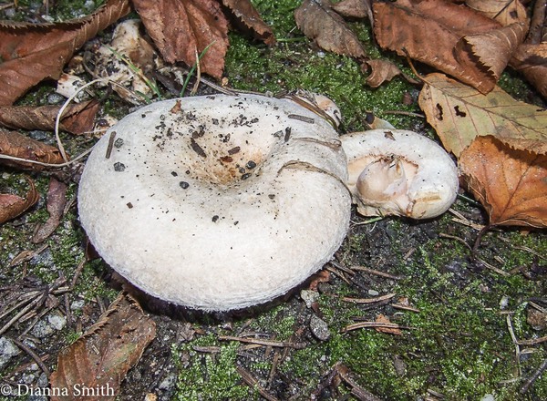 Lactarius pubescens 09280006