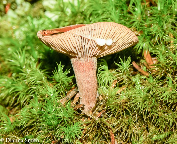Lactarius rufus1557