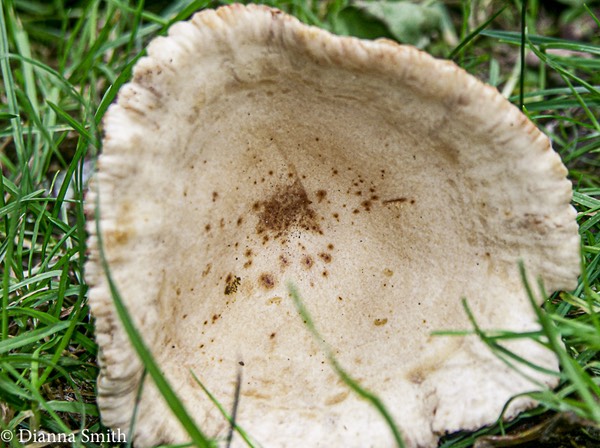 Lactarius subplinthogalus ?2532-1