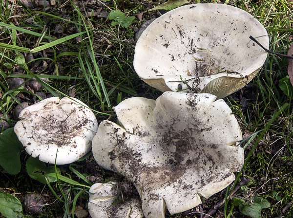 Lactarius subvellereus2697-2
