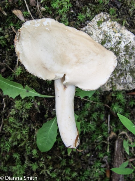 Lactarius subvernalis var. cokeri_1405