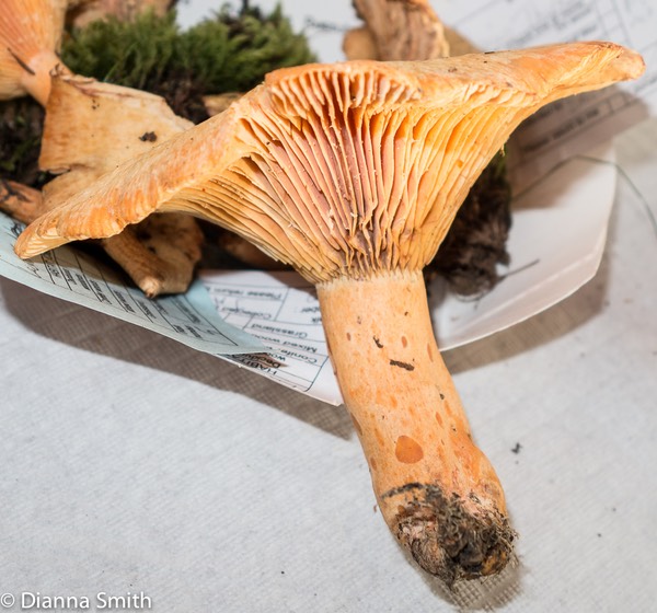 Lactarius thyinos1297