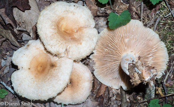 Lactarius torminosus  07459
