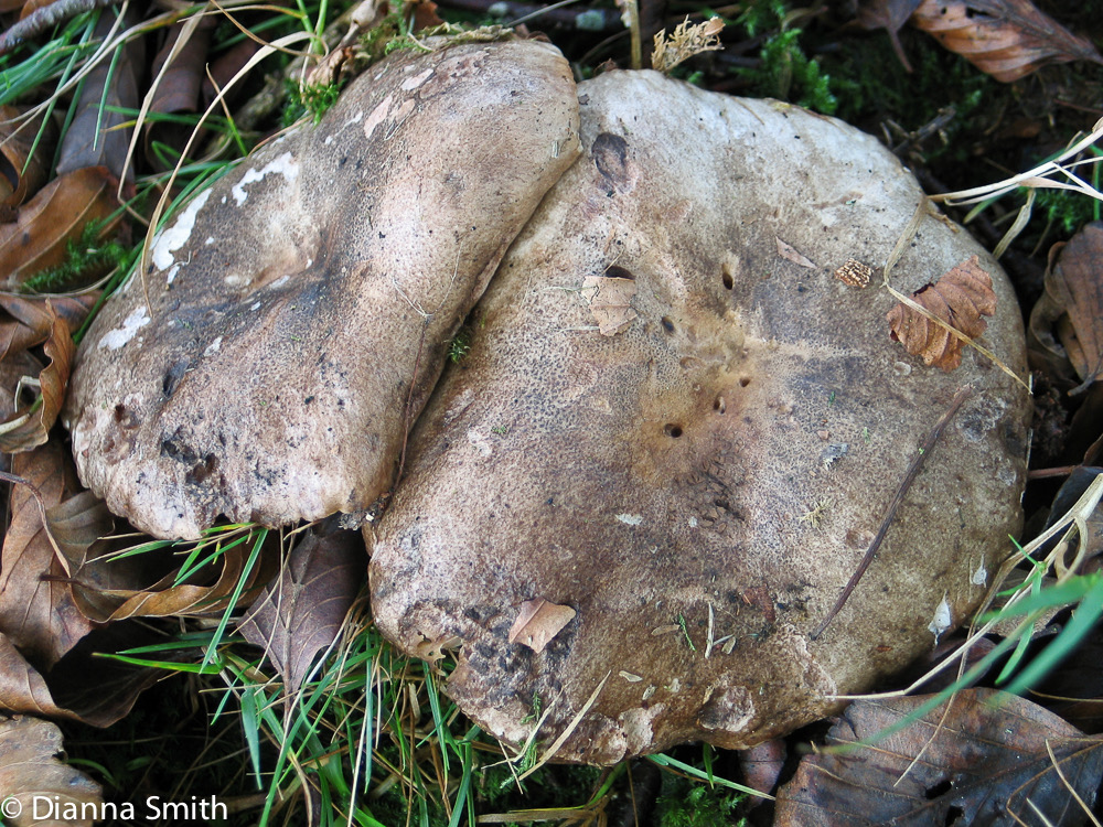 Lactarius trivialis.20