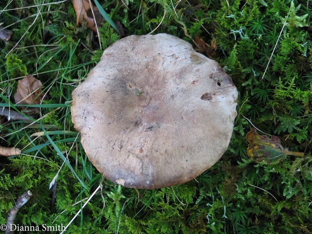 Lactarius trivialis.21