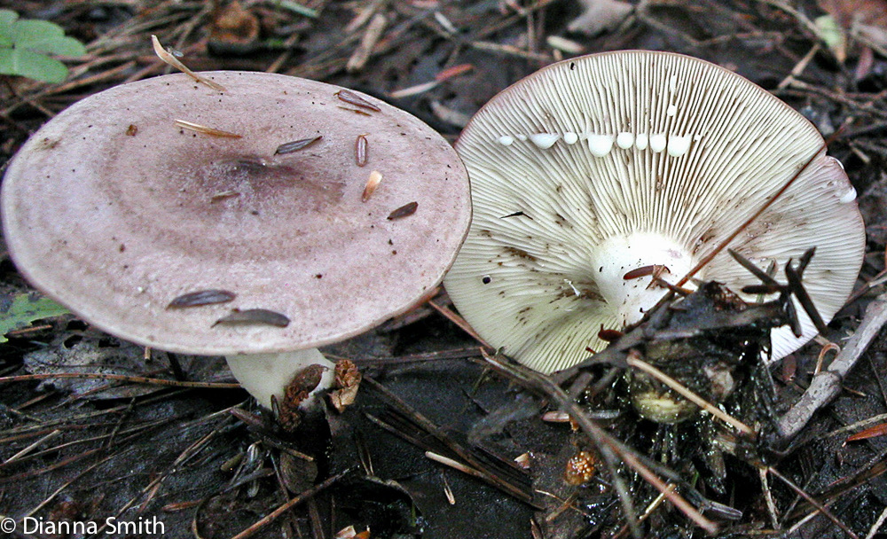 Lactarius uvidus7594