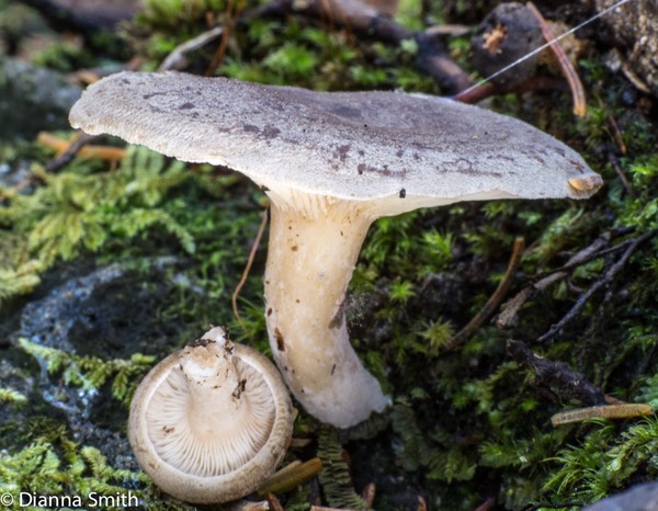 Lactarius vietus00737