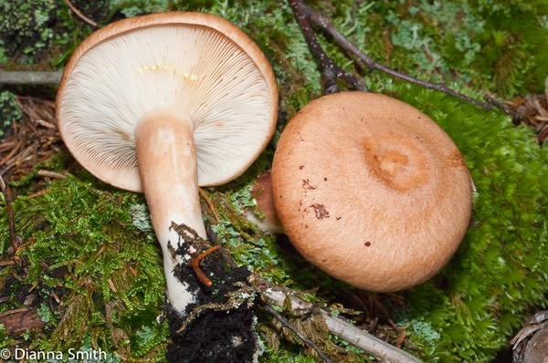 Lactarius vinaceorufescens01851
