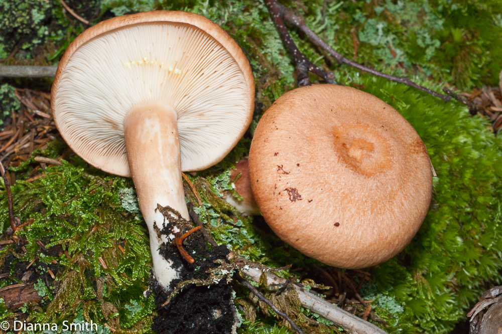 Lactarius vinaceorufescens01851