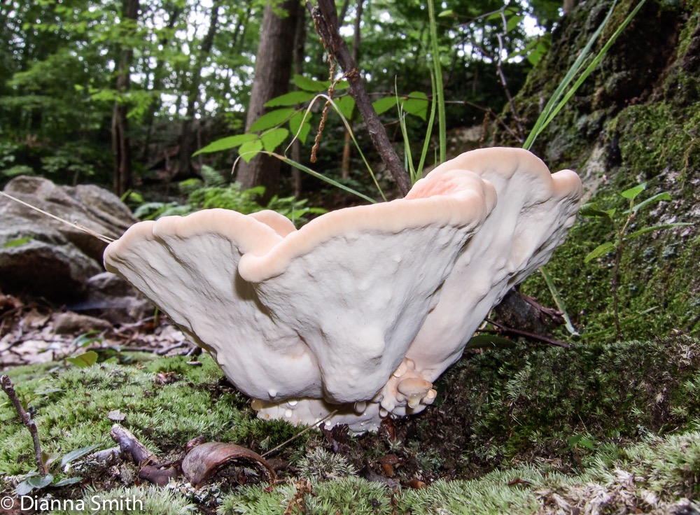 Laetiporus cincinnatus 8880