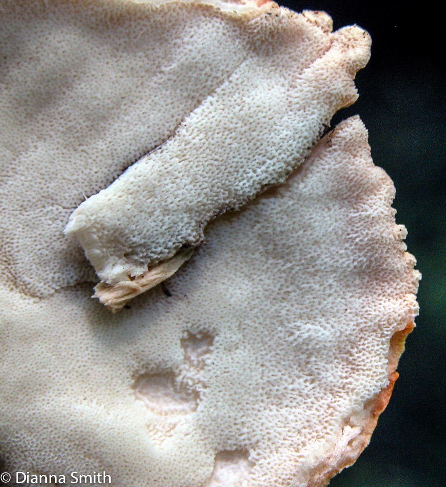 Laetiporus cincinnatus5029