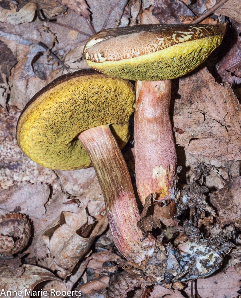 Lecccinum rubropunctum (Boletus rubropunctus) 03132
