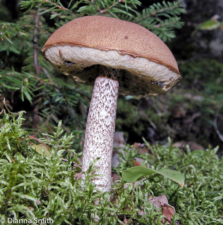 Leccinum vulpinum6845