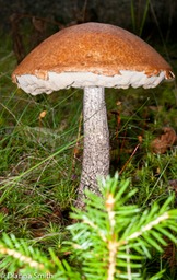 Leccinum atrostipitatum02147