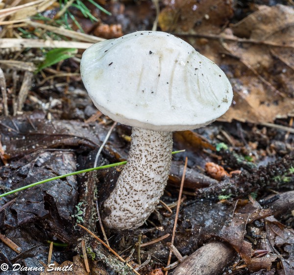 Leccinum holopus 03319