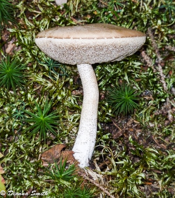 Leccinum holopus 1020387