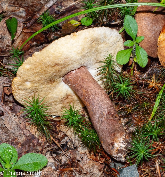 Leccinum melaneum Bolete with white pores01865