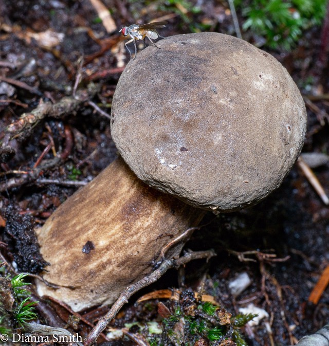 Leccinum melaneum brown cap, stem & pores1010890