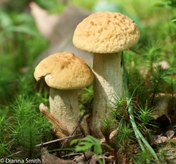 Leccinum rugosiceps00546