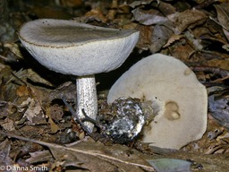Leccinum scabrum2948