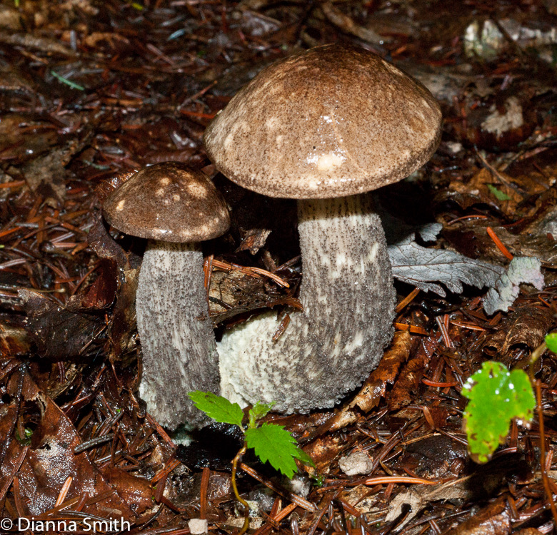 Leccinum snellii02074