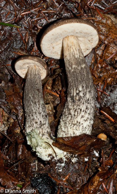 Leccinum snellii02075