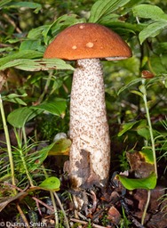 Leccinum vulpinum01699