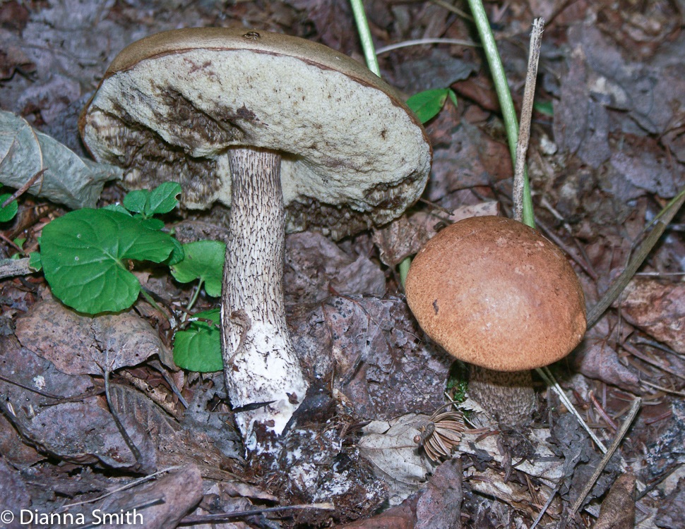 Leccinum vulpinum6135