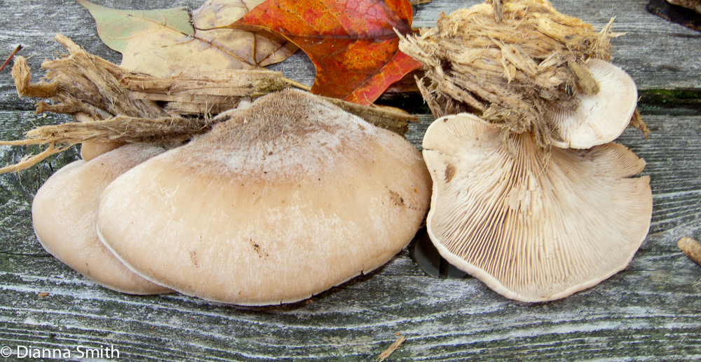 Lentinellus ursinus5728